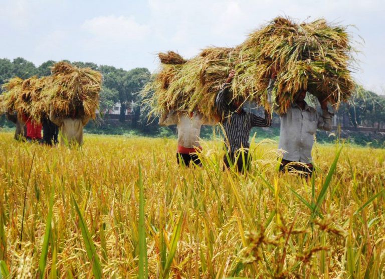 Even in Corona epidemic situation Bangladesh farmers are repaying more loans