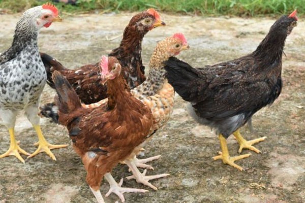 Researchers in Bangladesh are developing a new breed of chicken, see its features