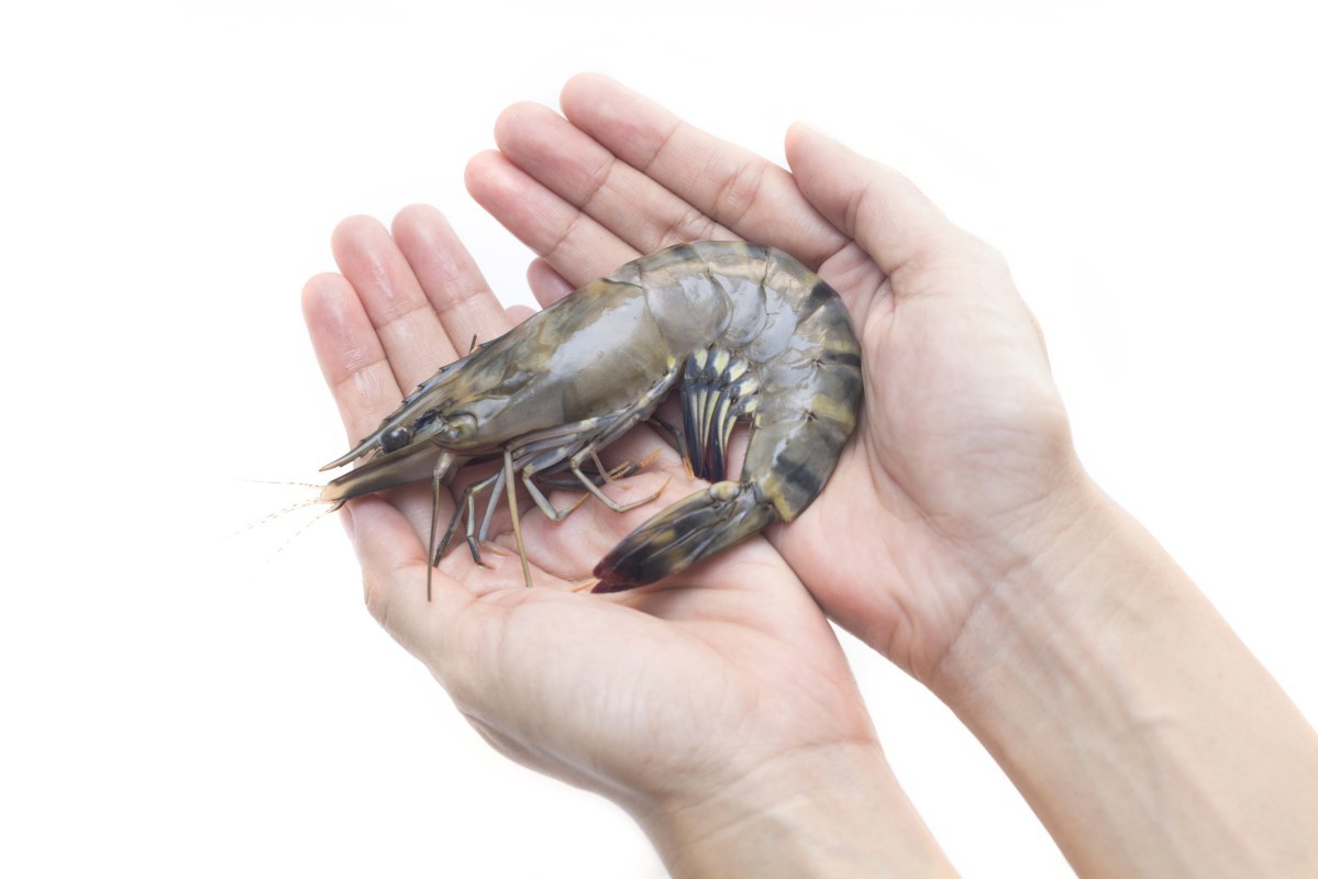 Global Aquaculture Alliance has partnered with the Bangladesh Shrimp and Fish Foundation (BSFF)
