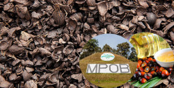 Malaysian Palm Oil Board invents technology to treat palm oil mill effluent