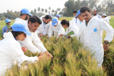 New wheat restores hope to farmers in Bangladesh