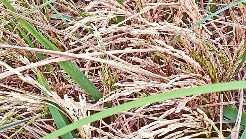 Neck blast in Boro paddy of Haor, farmers are worried