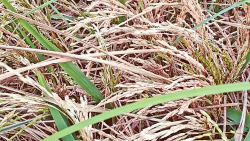 Neck blast in Boro paddy of Haor, farmers are worried