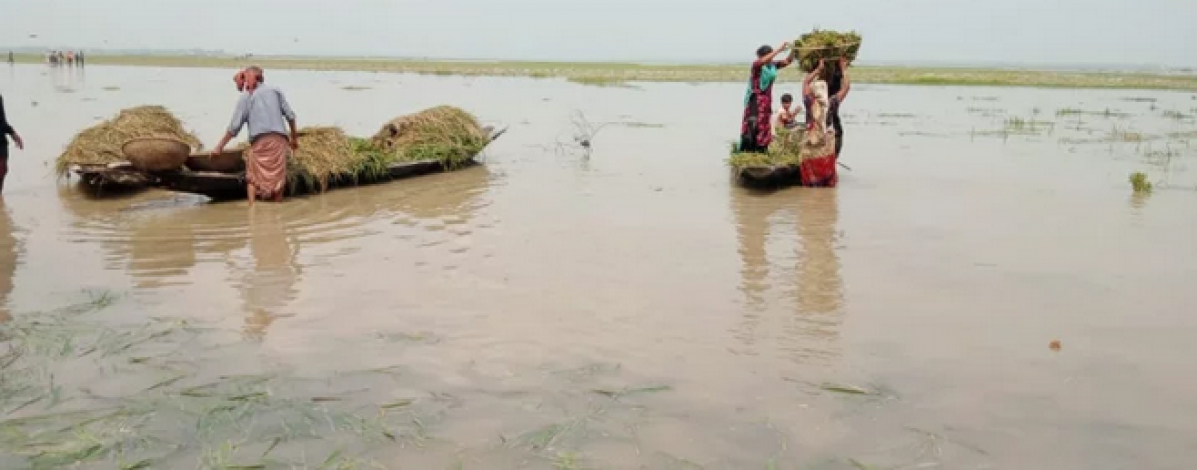 Haor farmers are crying after losing their crops