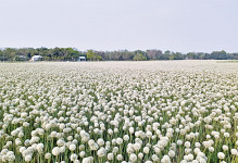 Onions are blooming in Pabna: The cost of production is not rising for the farmers