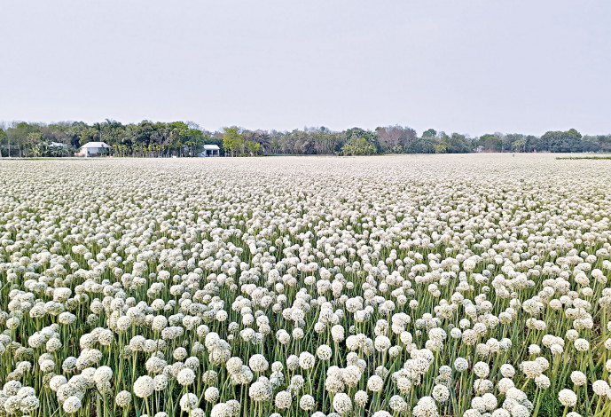 Onions are blooming in Pabna: The cost of production is not rising for the farmers
