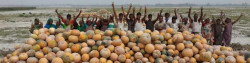 Cash crops are being produced on unused sandbar area through ‘sandbar cropping technique’