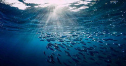 Proper use of marine resources will be ensured in the implementation of maritime economy