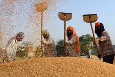 The government wants to import wheat from India