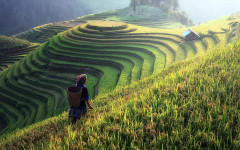 By giving a rice variety a copy of its own gene, yield increased by up to 40%