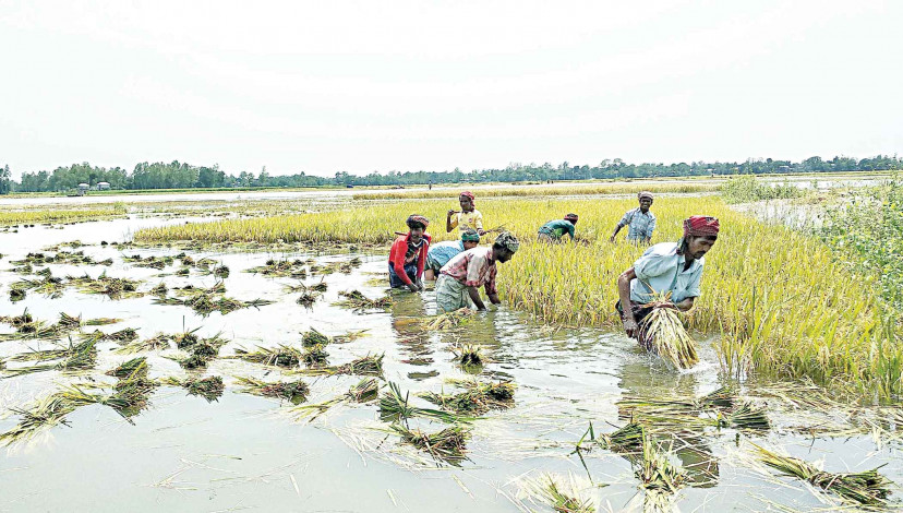 Free seeds, fertilizers have been provided to 1 lakh 85 thousand flood affected farmers