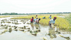 Free seeds, fertilizers have been provided to 1 lakh 85 thousand flood affected farmers