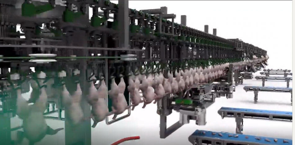 Poultry processors around the world face the daily challenge