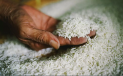 From September 1, 50 lakh families will get rice at the rate of Tk 15 per kg