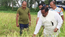 Rice prices are coming down as Aush paddy is starting to appear in the market: Food Minister