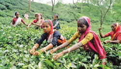 Habiganj tea workers returned to work after 19 consecutive days