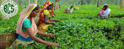 Bangladesh Tea Association's Press Conference: Tea industry will be under pressure due to increase in wages