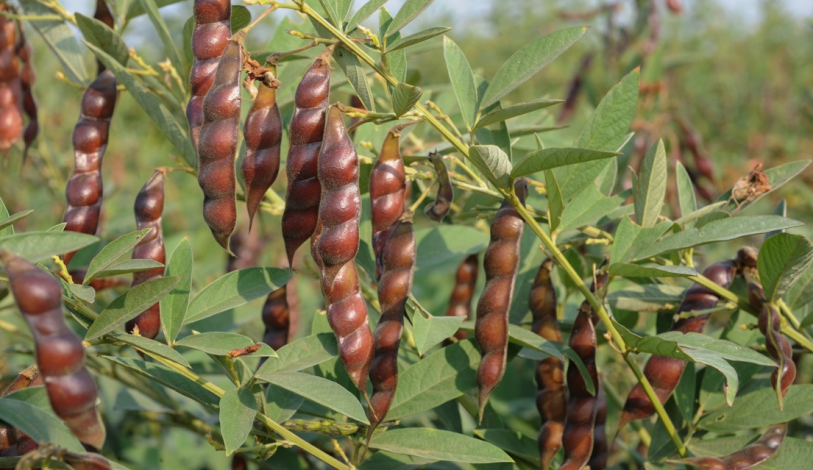 Pigeonpea seed coat has six times more calcium than milk: ICRISAT