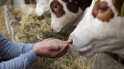 New approved feed additives products and enterprises by China Customs (GACC)