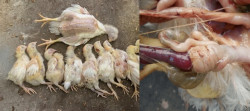 Intussusception in Broiler Breeder Pullets – Dr. Sushil Kumar Dhariwal