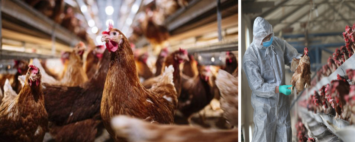 Strict biosecurity measures must be implemented to stop the spread of bird flu across the UK