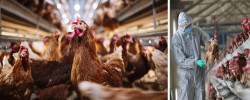 Strict biosecurity measures must be implemented to stop the spread of bird flu across the UK