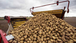 Are potatoes at risk due to warm weather?