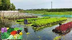 Potential of food security in modern technology of floating agriculture in Gopalganj