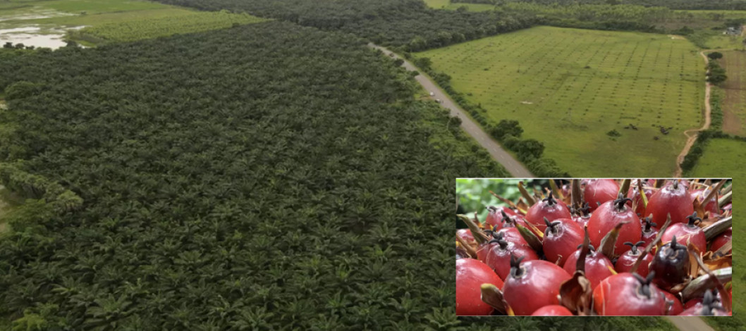 India's Telangana aims to become the world's 5th largest oil palm producer in the next 4 years