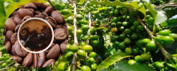 Coffee cultivation in the red soil of Madhupur Garh in Tangail