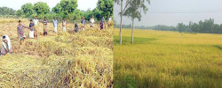 Bumper yield of Aman paddy in Bogra and Dinajpur: Paddy harvesting has started