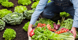 The Organic Food and Agriculture report outlines opportunities for the Farm Bill