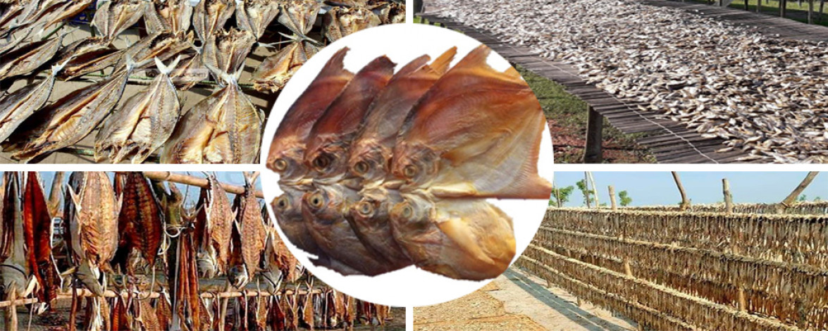 Employment of 20 thousand people in a dried fish farm in Barguna