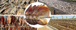 Employment of 20 thousand people in a dried fish farm in Barguna