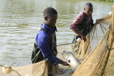 South-South Cooperation project between Uganda and China advances to a new level amid impressive results