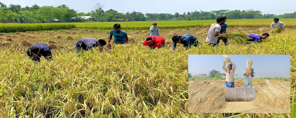 In the Brahmanbaria district there has been a good yield of Ropa Aman paddy this season