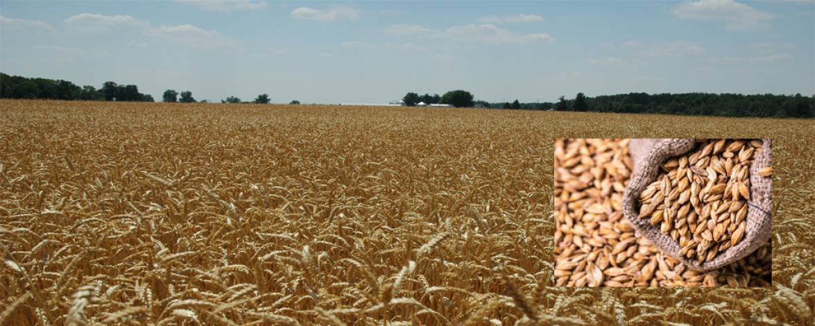 Hybrid wheat could lead to more food without GMO fears