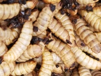 Bioactivity of black soldier fly larvae meal