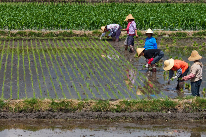 Methane emissions decreased and yields increased in rice cultivation experiments in China