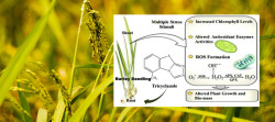 India to benefit from EU proposal to raise residue limits for rice fungicide- 'Tricyclazole'