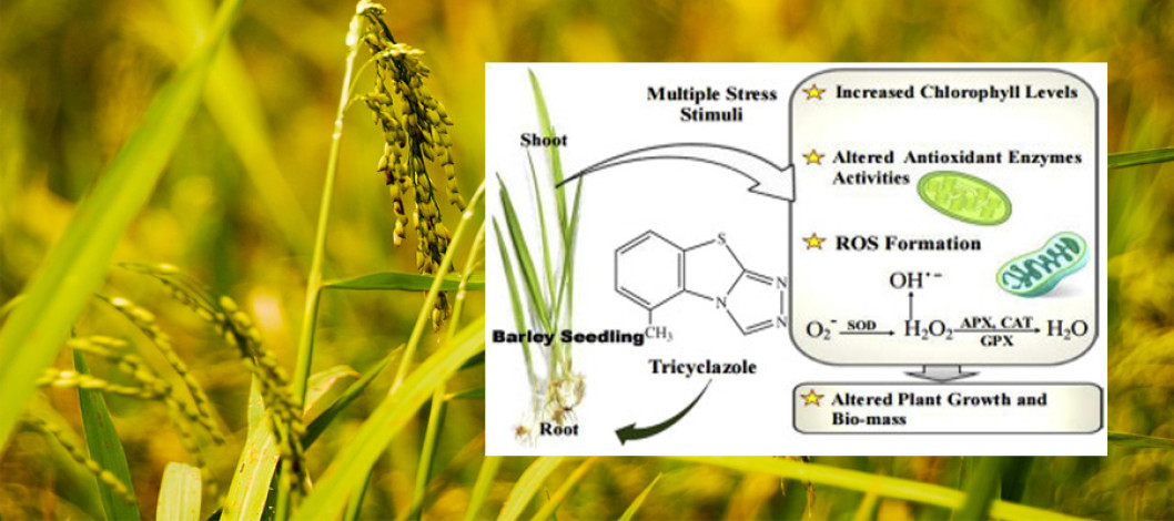 India to benefit from EU proposal to raise residue limits for rice fungicide- 'Tricyclazole'