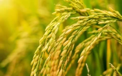 Potential of untapped crops to introduce nutritional diversity and achieve zero hunger