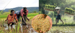 Global rice production has fallen, and prices have risen, affecting food security