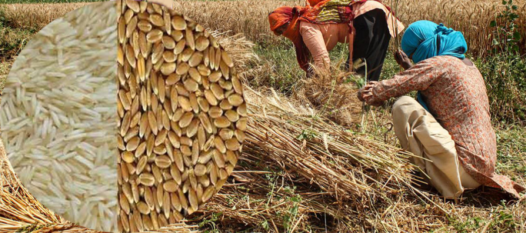 Center expects record production of paddy and wheat in India