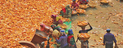 Both the yield and the market price have delighted the grassroots farmers of Rajshahi