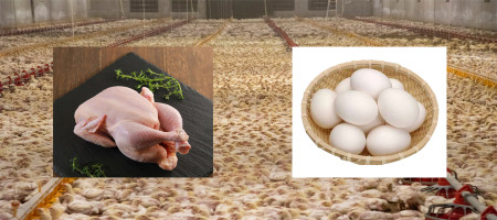 Unusual increase in the price of chicken, those responsible will be fined Tk 8.5 crore