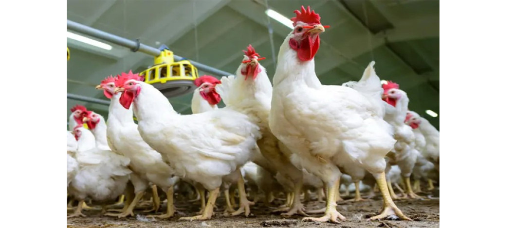 USAID-funded TRANSFORM project secures additional private sector support for antimicrobial use stewardship principles, now includes over 30% of global broiler production