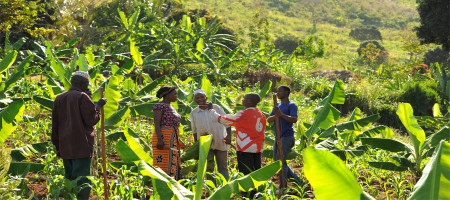 Climate finance for agrifood systems is in a sharp downward trend despite their critical role in reaching climate goals