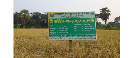 BRRI hybrid rice 6 is showing the way to prosperity in Aman
