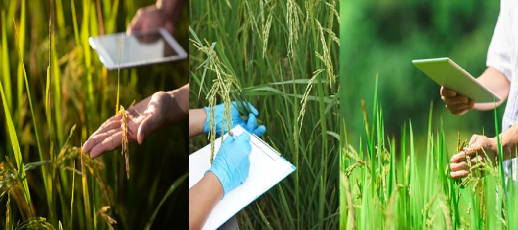 Innovation 'urgent' to secure paddy production